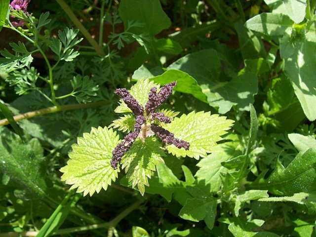 Urtica membranacea / Ortica membranosa